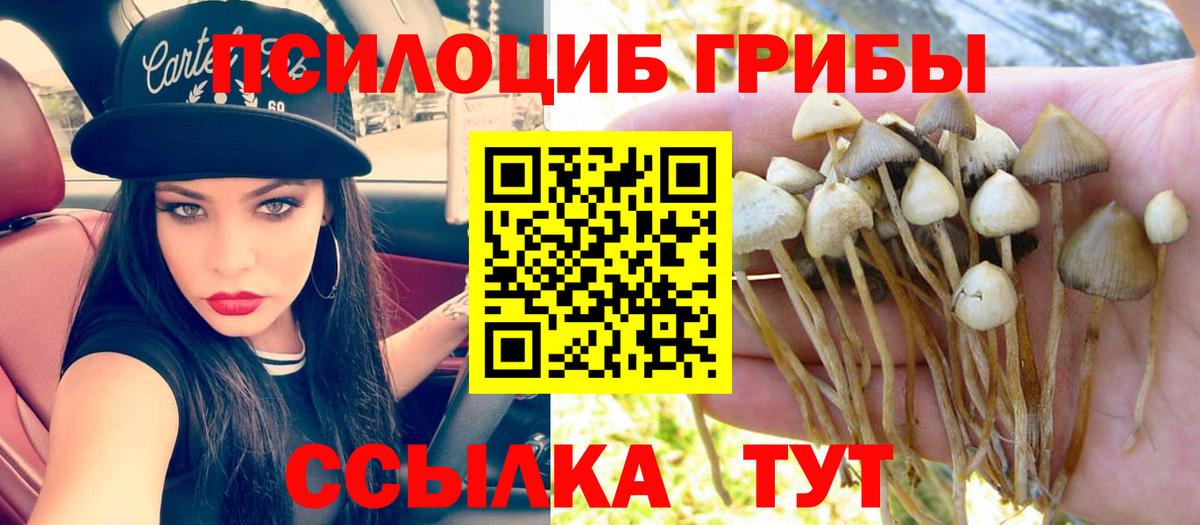 цена наркотик  Вход с VPN  Тавда  Галлюциногенные грибы Cubensis 